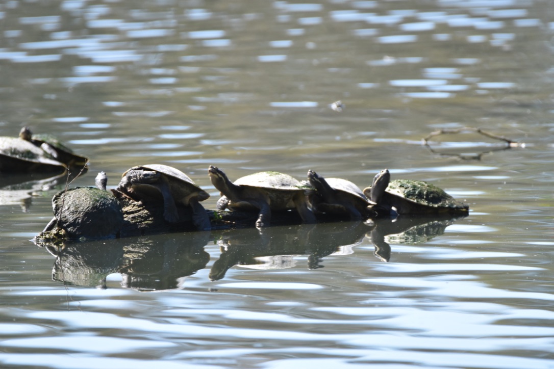 turtles ready